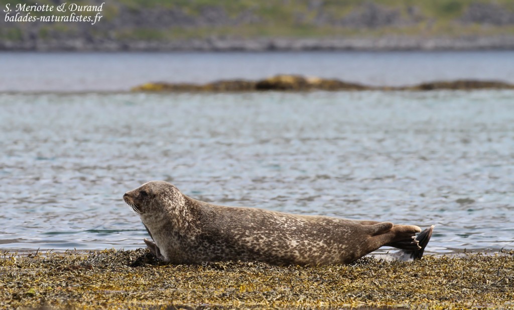 Phoque veau-marin, Hvitanes