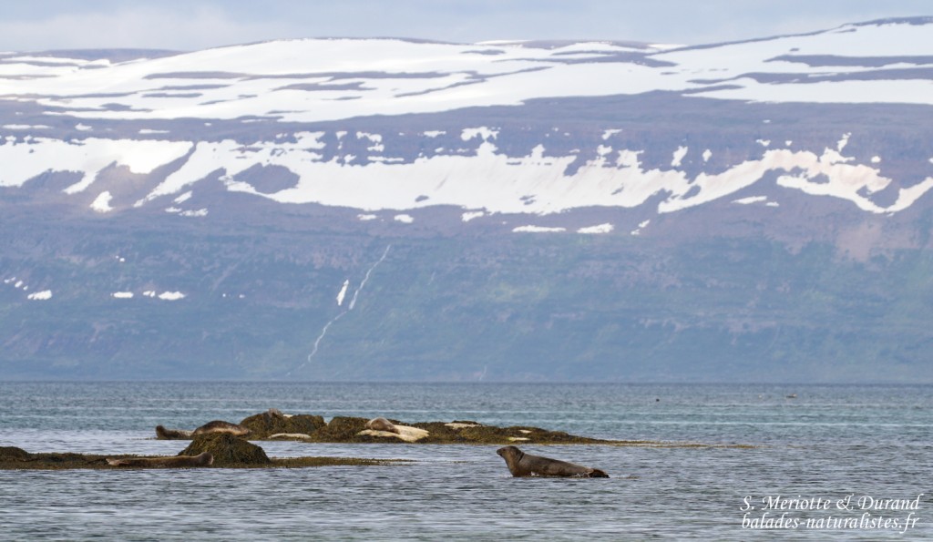 Colonie de Phoque veau-marin, Hvitanes
