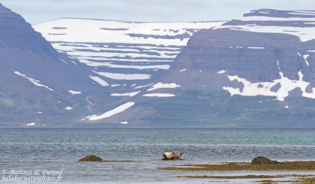 Colonie de Phoque veau-marin, Hvitanes