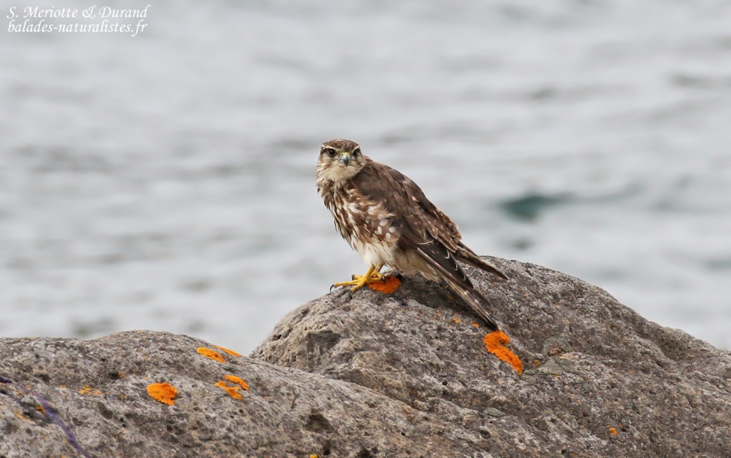 Faucon émerillon, Fjords du Nord-ouest