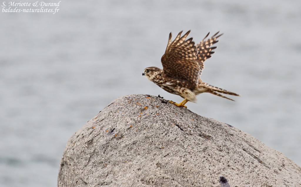 Faucon émerillon, Fjords du Nord-ouest