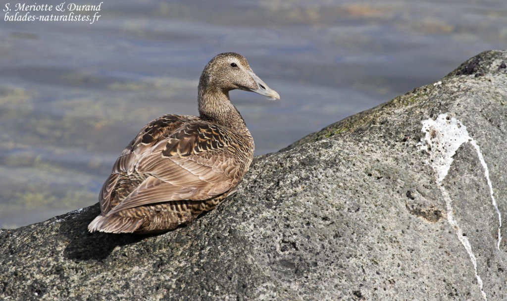 Eider à duvet, Fjords du Nord-ouest