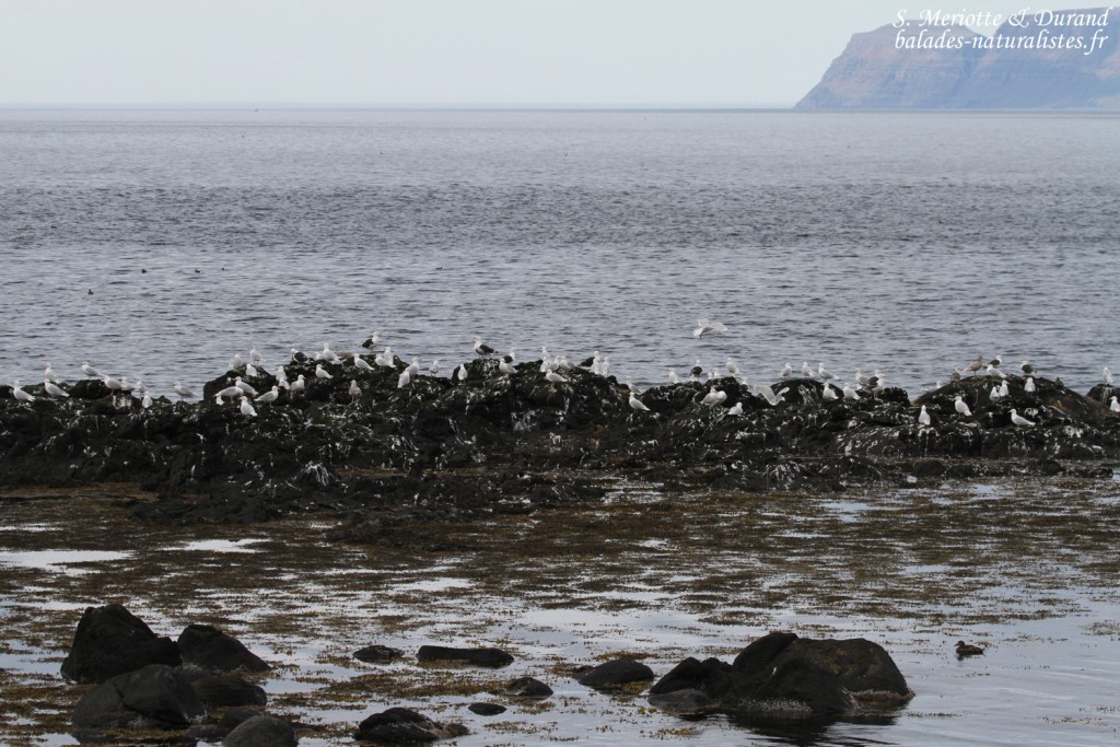 Rassemblement de Goélands marin et bourgmestre près d'Isafjördur