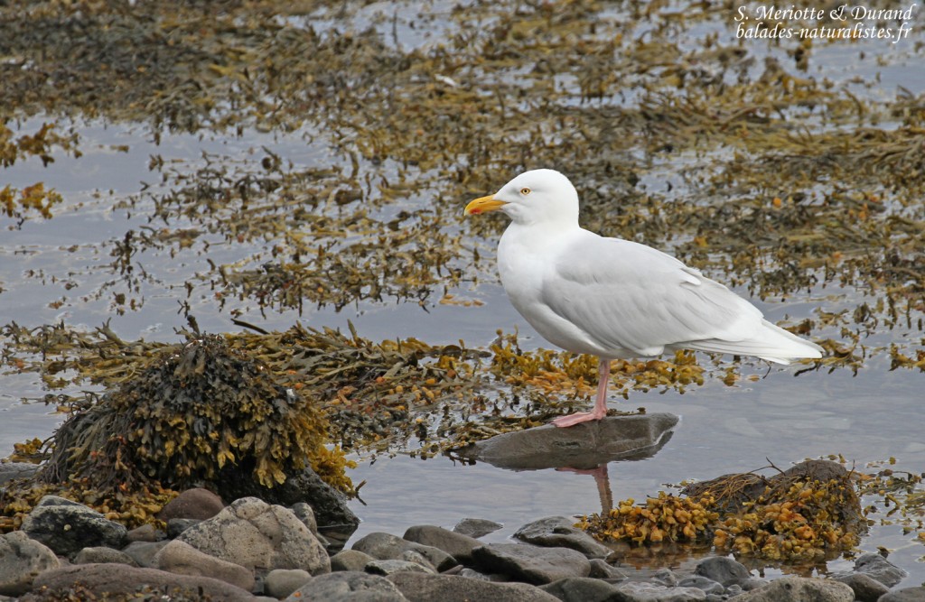 Goéland bourgmestre, Isafördur
