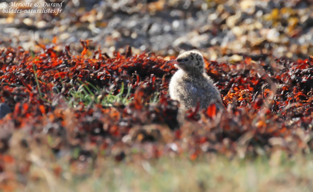 Poussin de Sterne arctique, Fjords du Nord-ouest