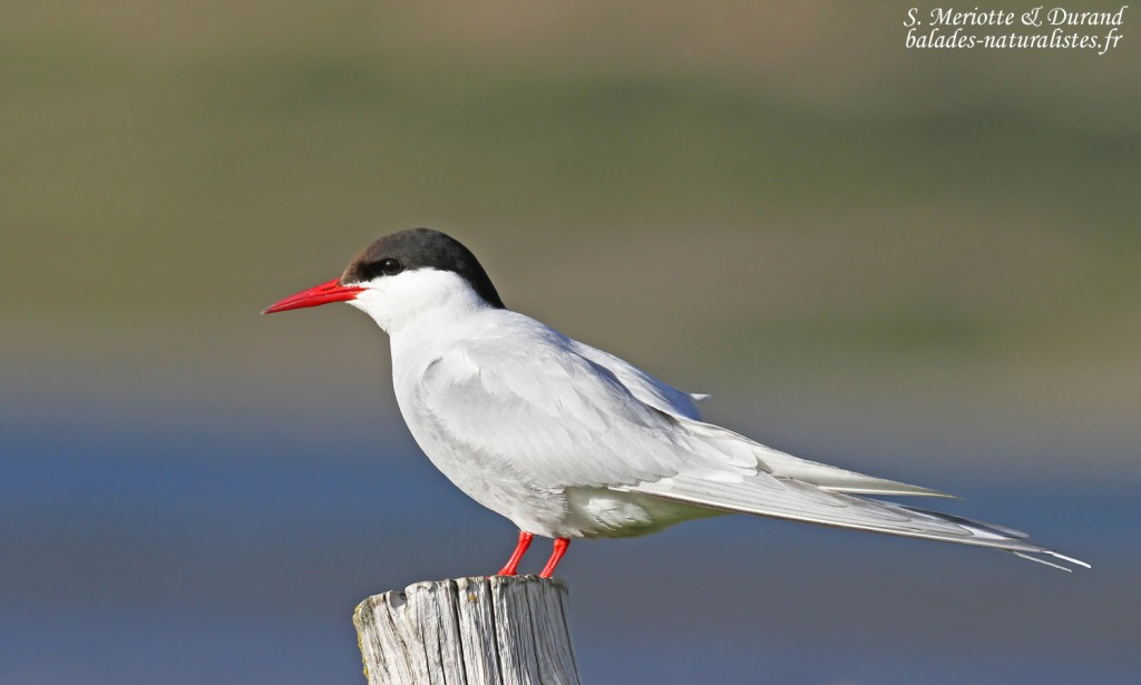Sterne arctique, Fjords du Nord-ouest