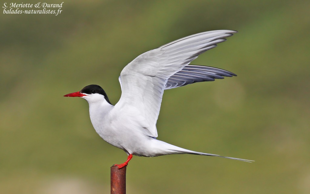 Sterne arctique, Fjords du Nord-ouest