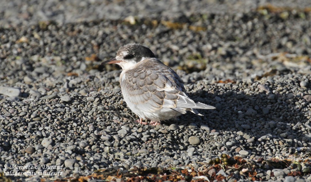 Gros Poussin de Sterne arctique, Fjords du Nord-ouest