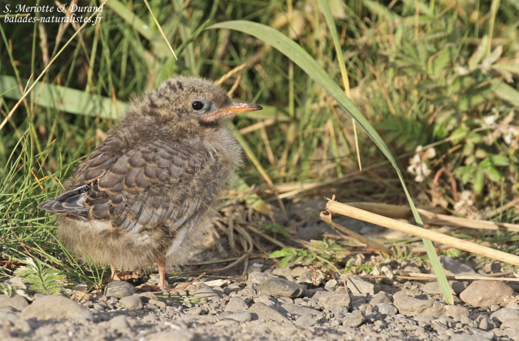Poussin de Sterne arctique, Fjords du Nord-ouest
