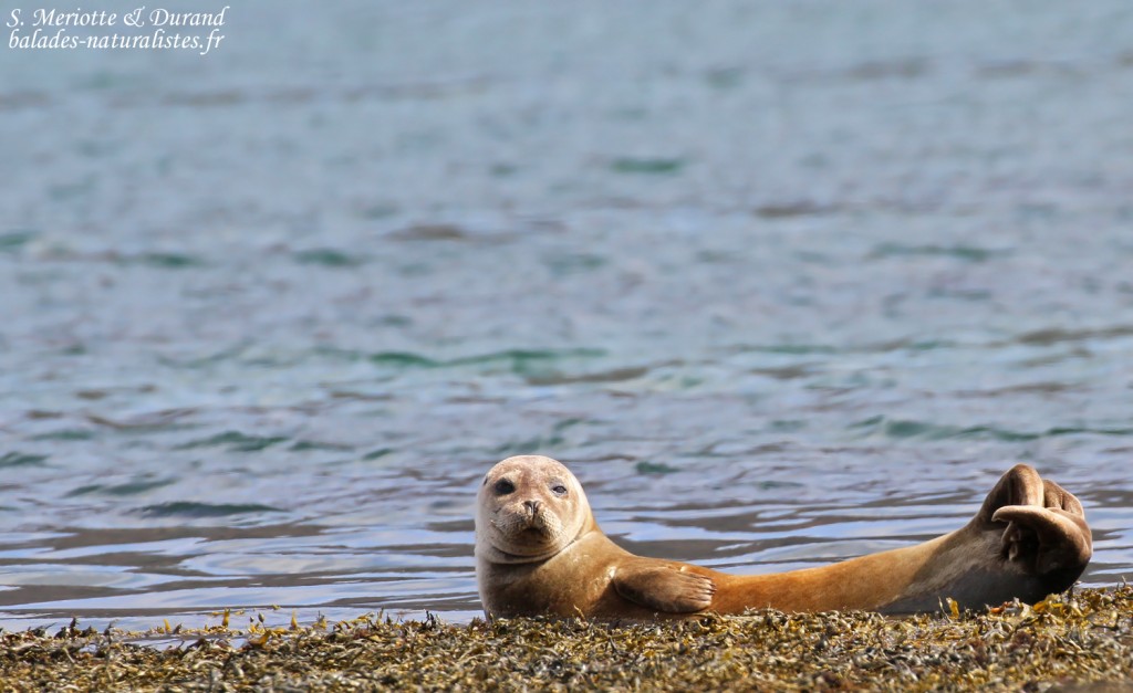 Phoque veau-marin, Hvitanes