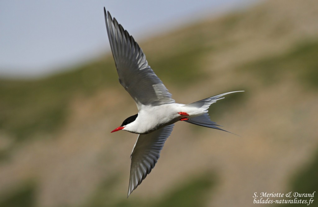 Sterne arctique, Fjords du Nord-ouest