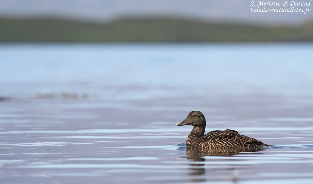 Eider à duvet, Unadsdalur, Fjords du Nord-Ouest