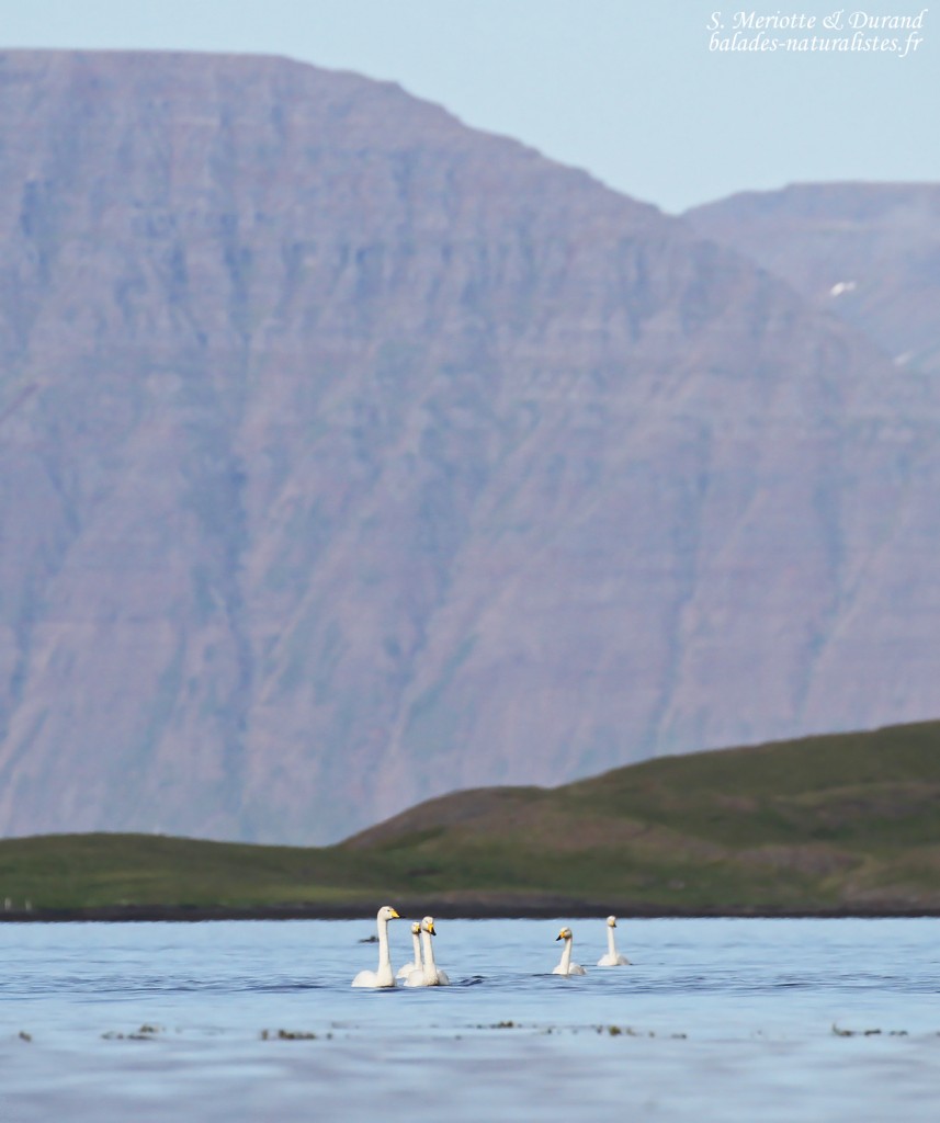 Cygnes chanteurs, Unadsdalur, Fjords du Nord-Ouest