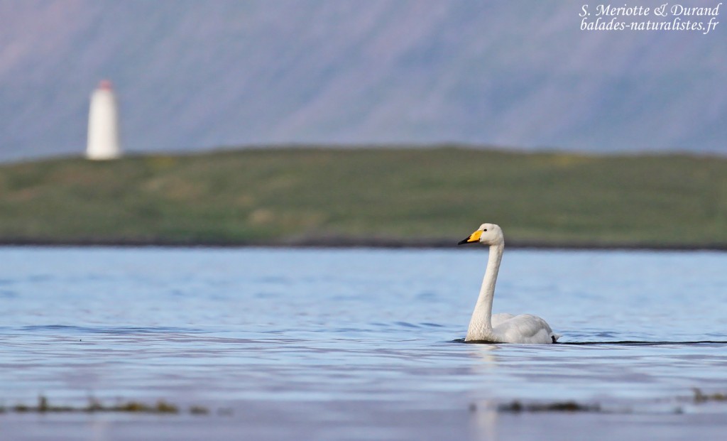 Cygne chanteur, Unadsdalur, Fjords du Nord-Ouest