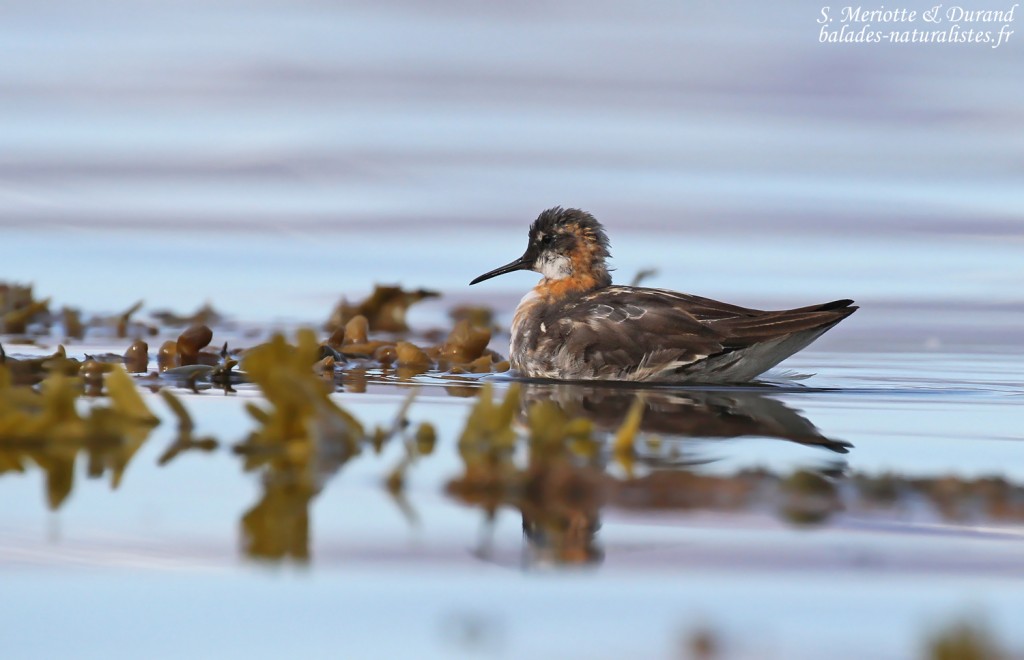 Phalarope à bec étroit, Unadsdalur, Fjords du Nord-Ouest