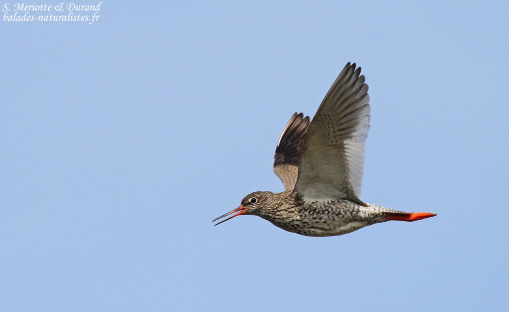 Chevalier gambette, Unadsdalur, Fjords du Nord-Ouest