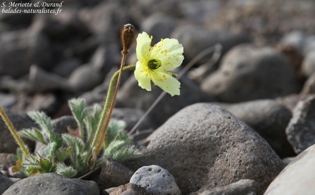 Fleur, Unadsdalur, Fjords du Nord-Ouest