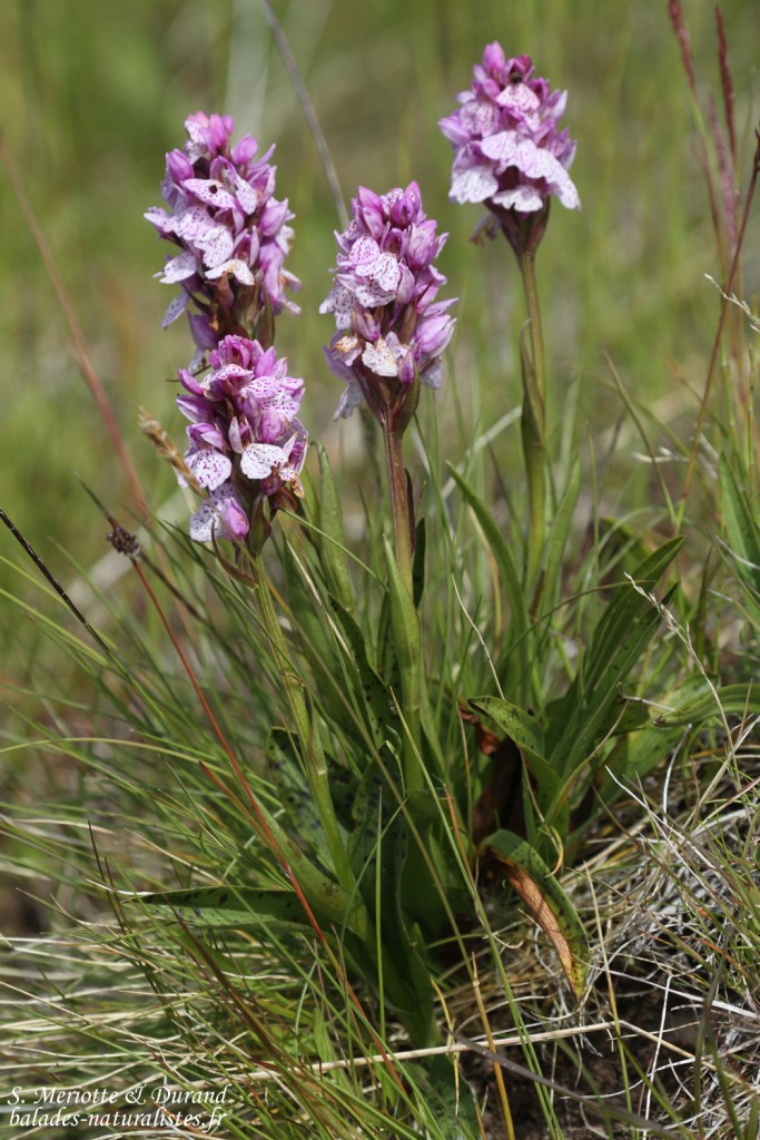 Dactylorhize d'Islande, Unadsdalur, Fjords du Nord-Ouest