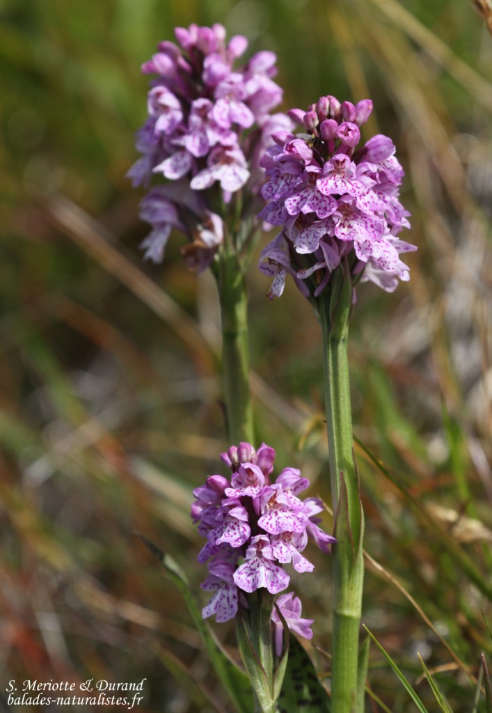 Dactylorhize d'Islande, Unadsdalur, Fjords du Nord-Ouest