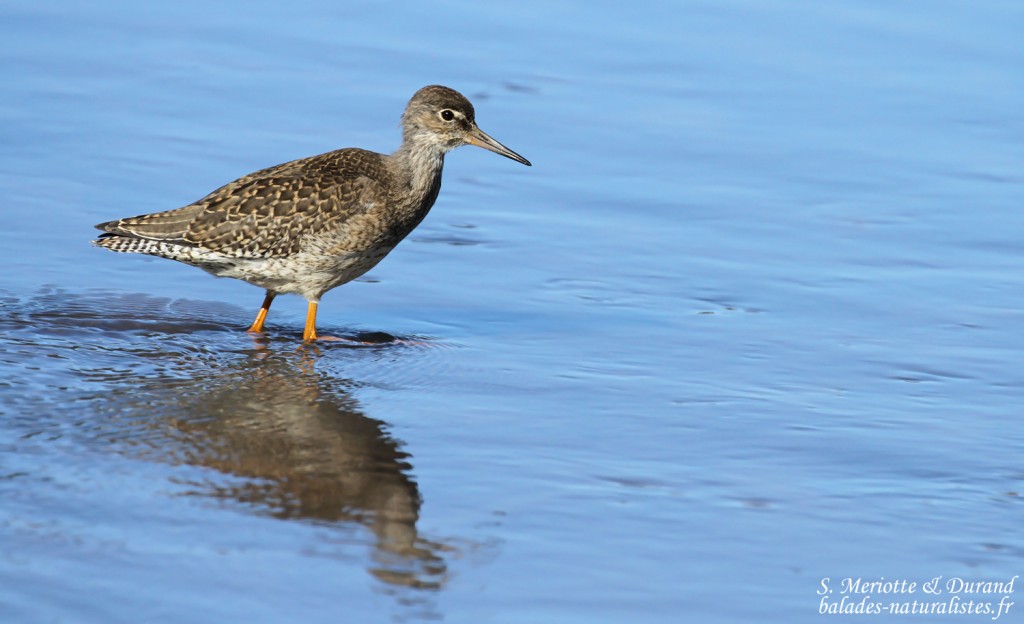 Jeune Chevalier gambette, Unadsdalur, Fjords du Nord-Ouest