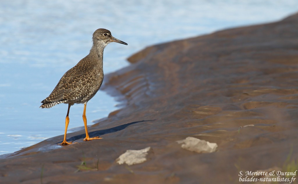 Jeune Chevalier gambette, Unadsdalur, Fjords du Nord-Ouest