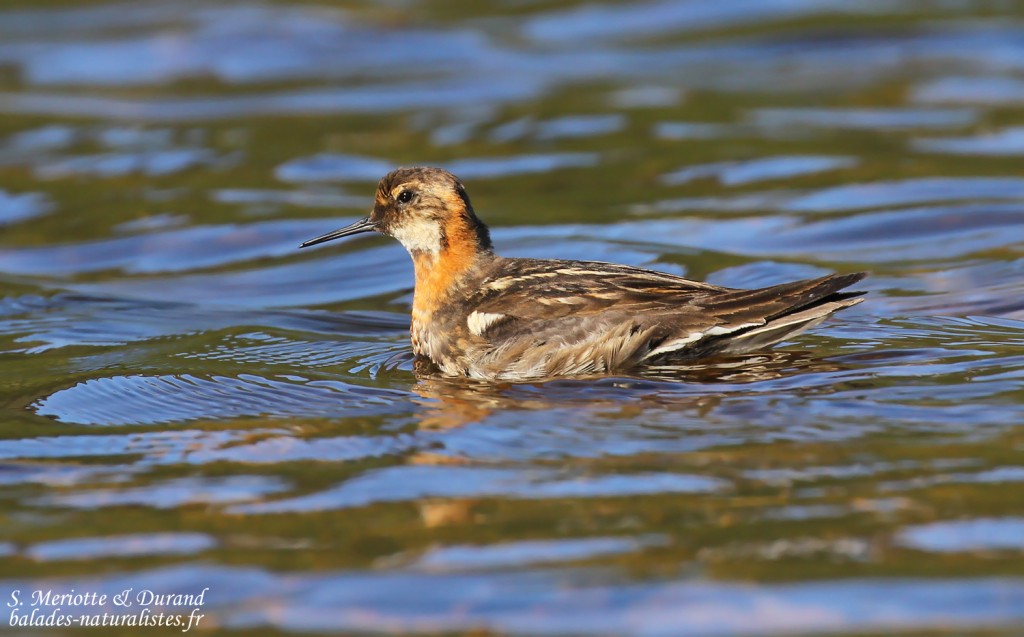 Phalarope à bec étroit, Unadsdalur, Fjords du Nord-Ouest