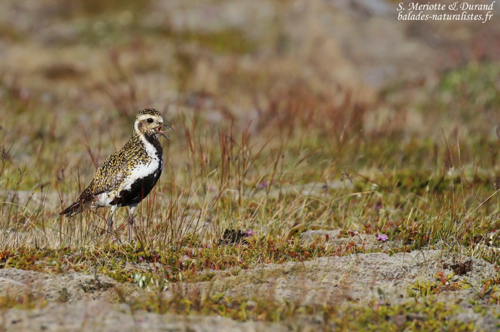 Pluvier doré, Unadsdalur, Fjords du Nord-Ouest