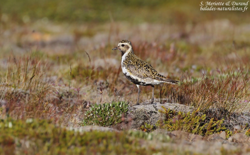 Pluvier doré, Unadsdalur, Fjords du Nord-Ouest