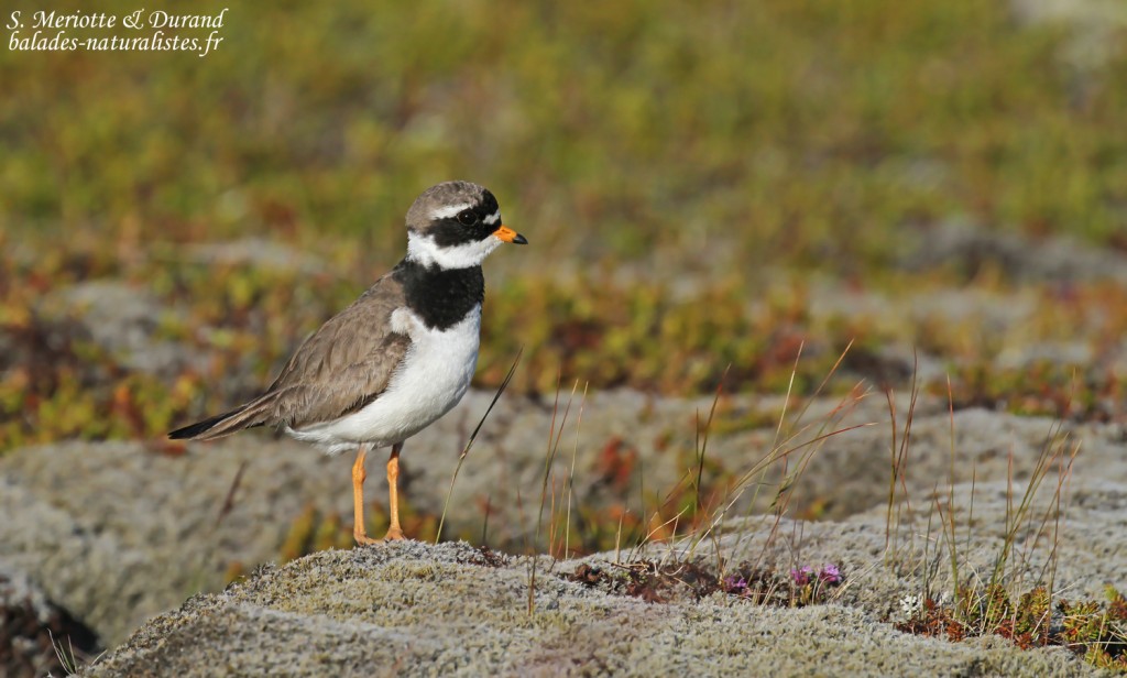 Grand Gravelot à Unadsdalur