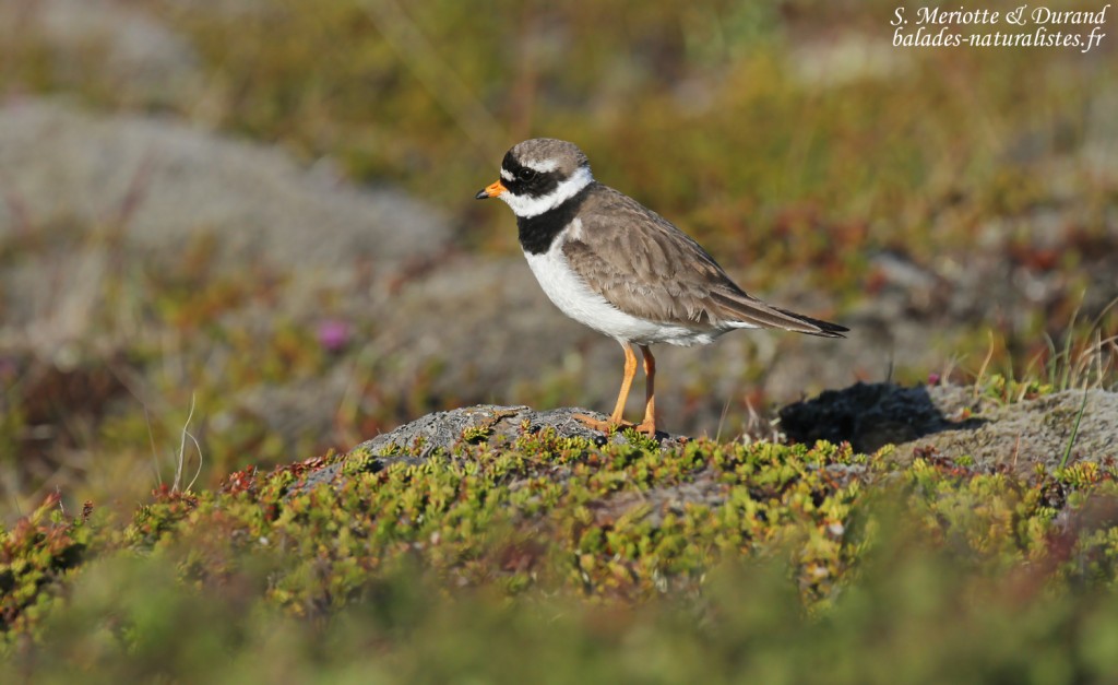 Grand Gravelot à Unadsdalur