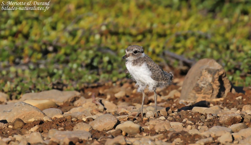 Jeune Grand Gravelot à Unadsdalur