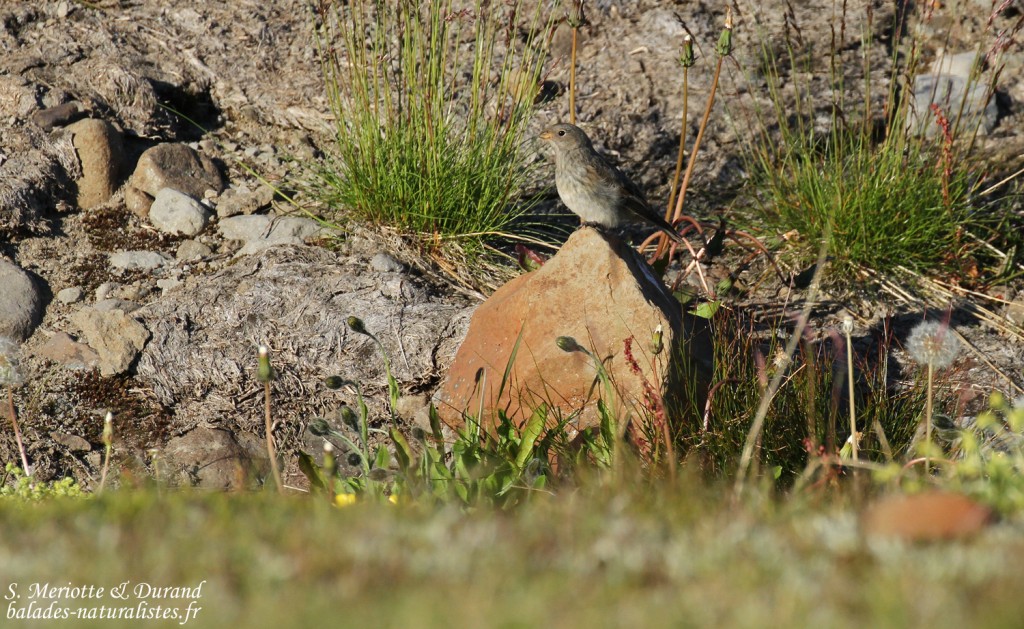 Jeune Bruant des neiges, Unadsdalur, Fjords du Nord-Ouest