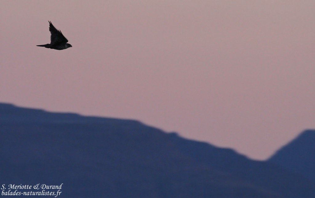 Faucon gerfaut, Unadsdalur, Fjords du Nord-Ouest