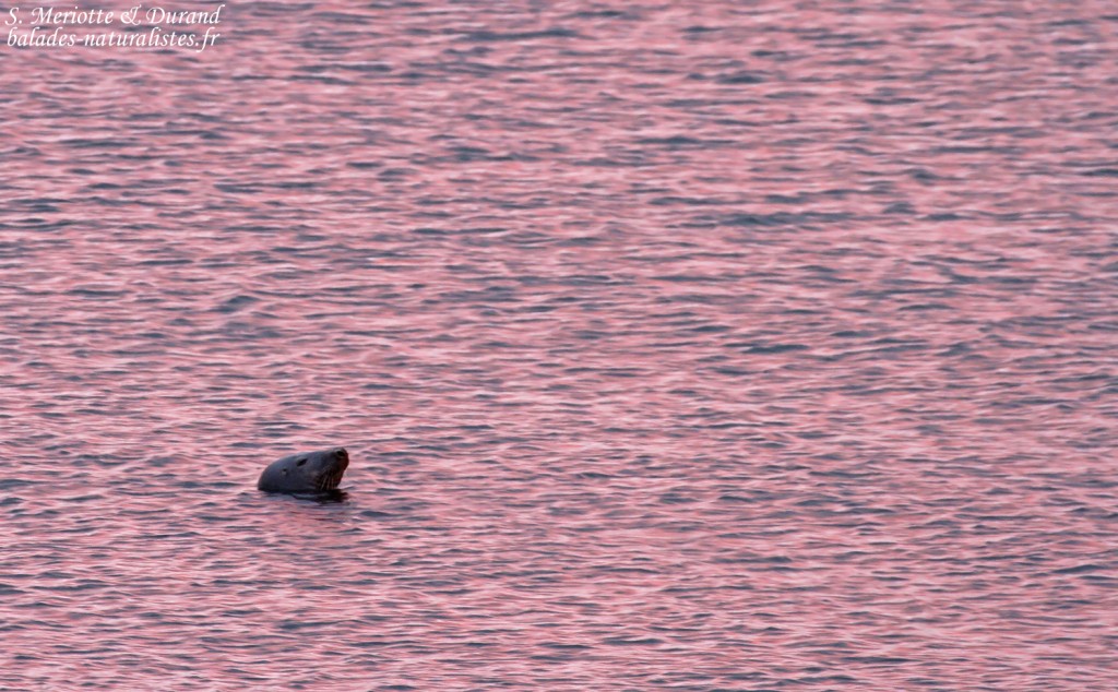 Phoque gris dans les fjords du nord-ouest