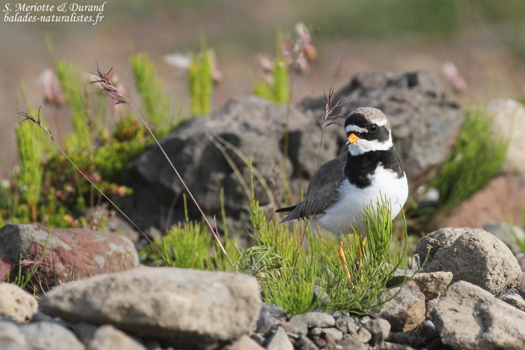 Grand Gravelot à Unadsdalur