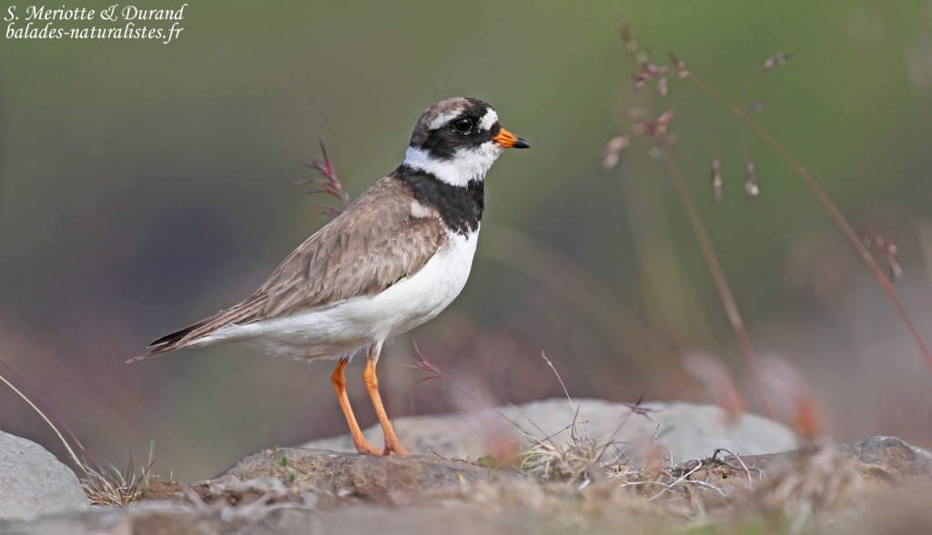 Grand Gravelot à Unadsdalur