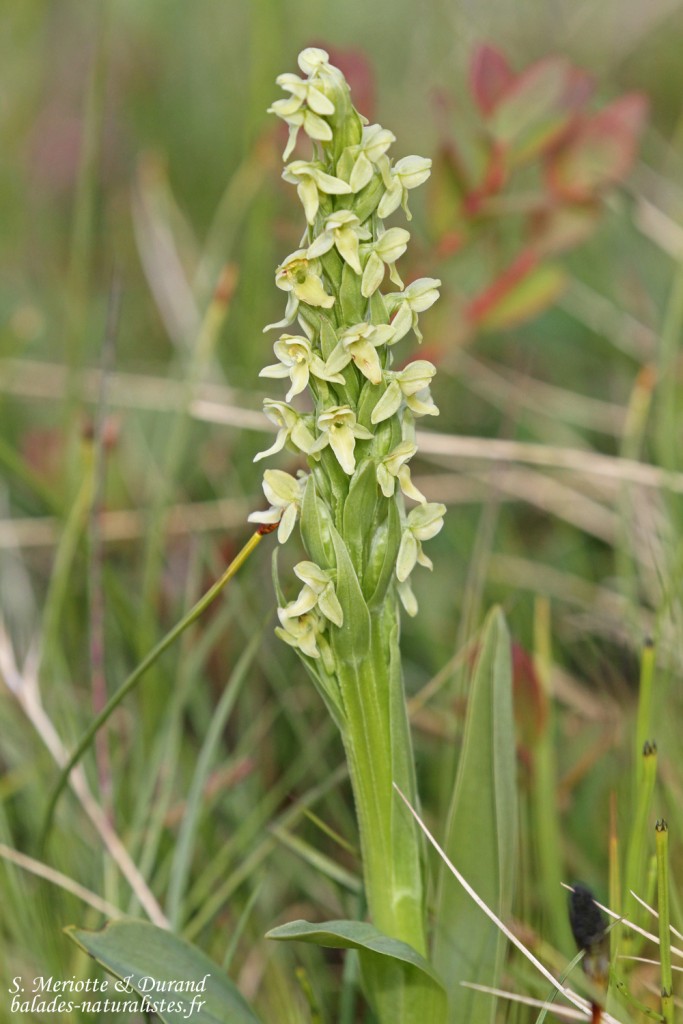Platanthère boréale, Unadsdalur, Fjords du Nord-Ouest