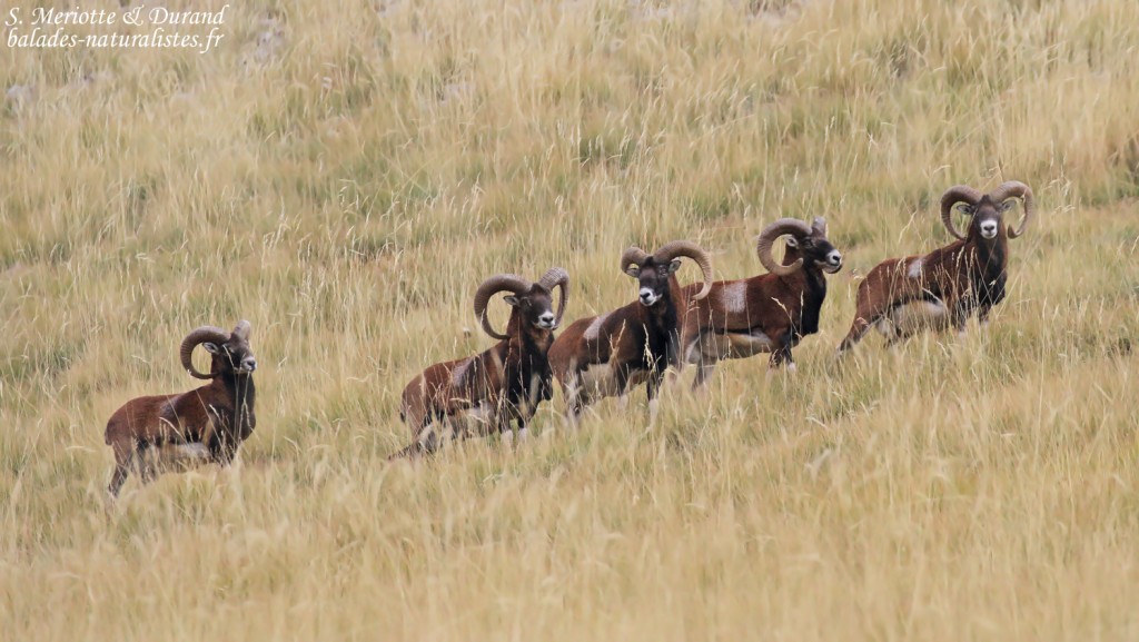 Mouflons, Chemin de ronde de Chaudun
