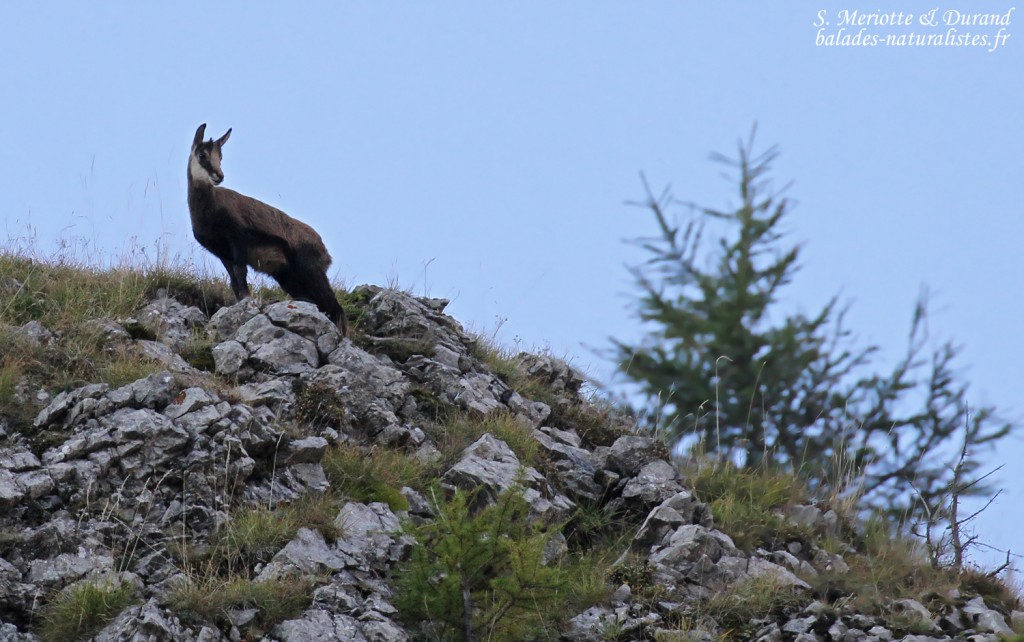 Chamois, chemin de ronde de Chaudun