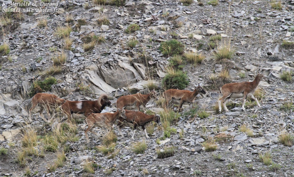 Mouflons, Chemin de ronde de Chaudun