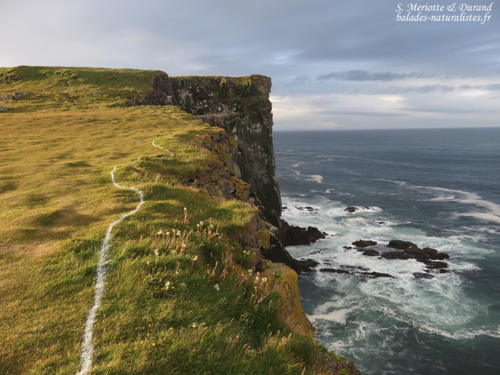 Falaises de Latrabjarg