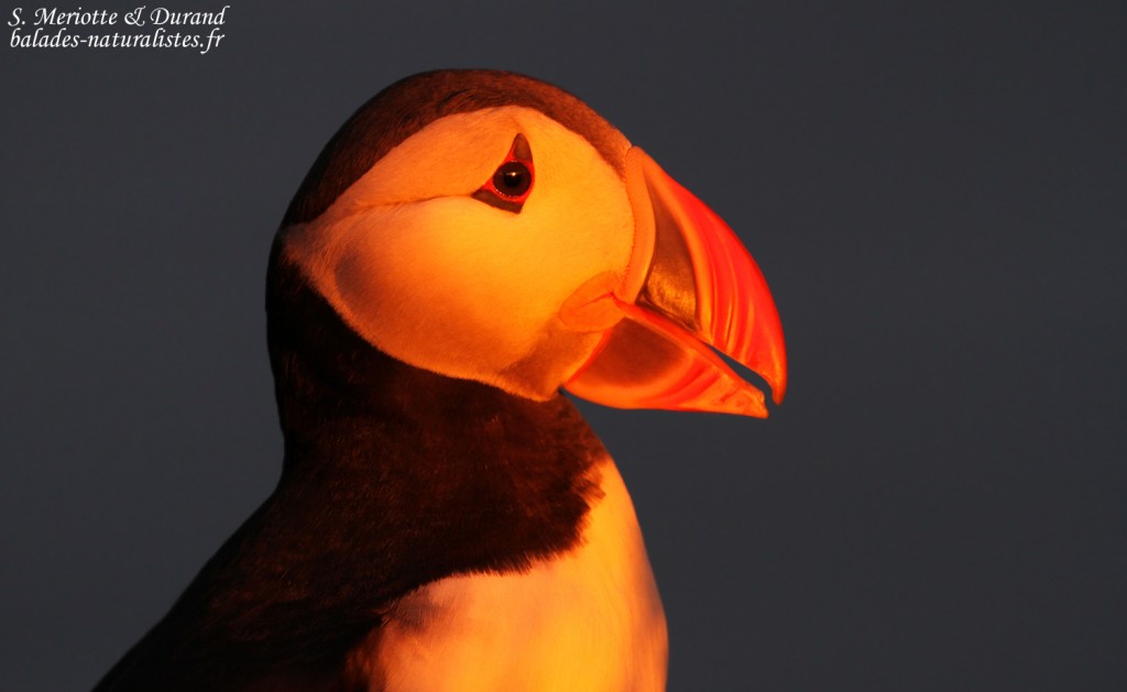 Macareux moine, Latrabjarg