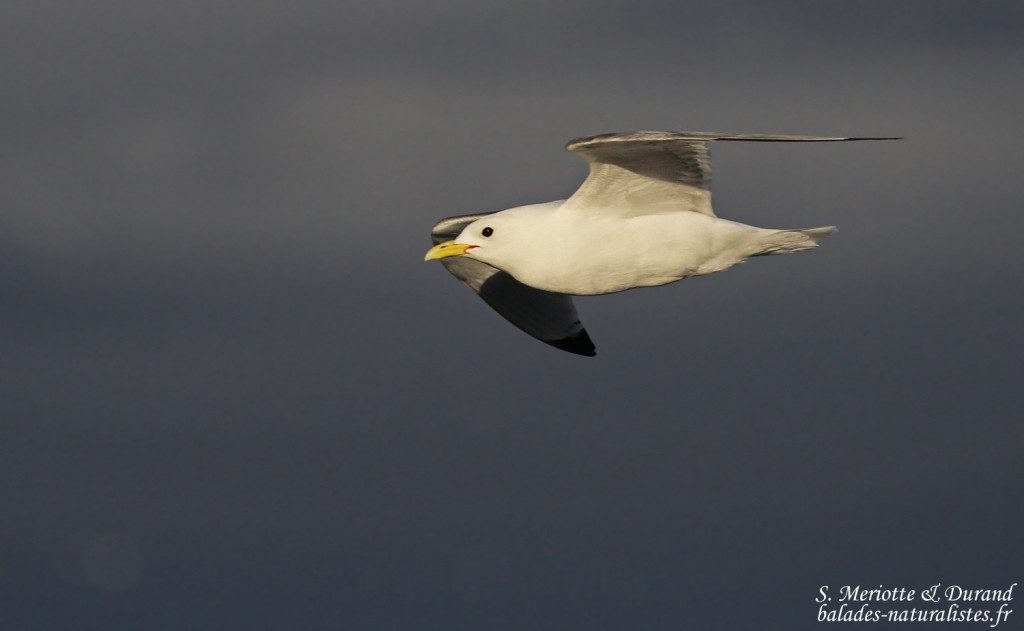 Mouette tridactyle, Latrabjarg