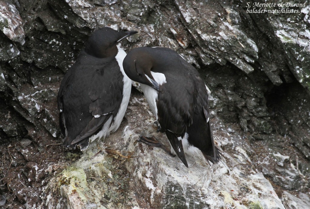 Guillemot de Brünnich, Latrabjarg