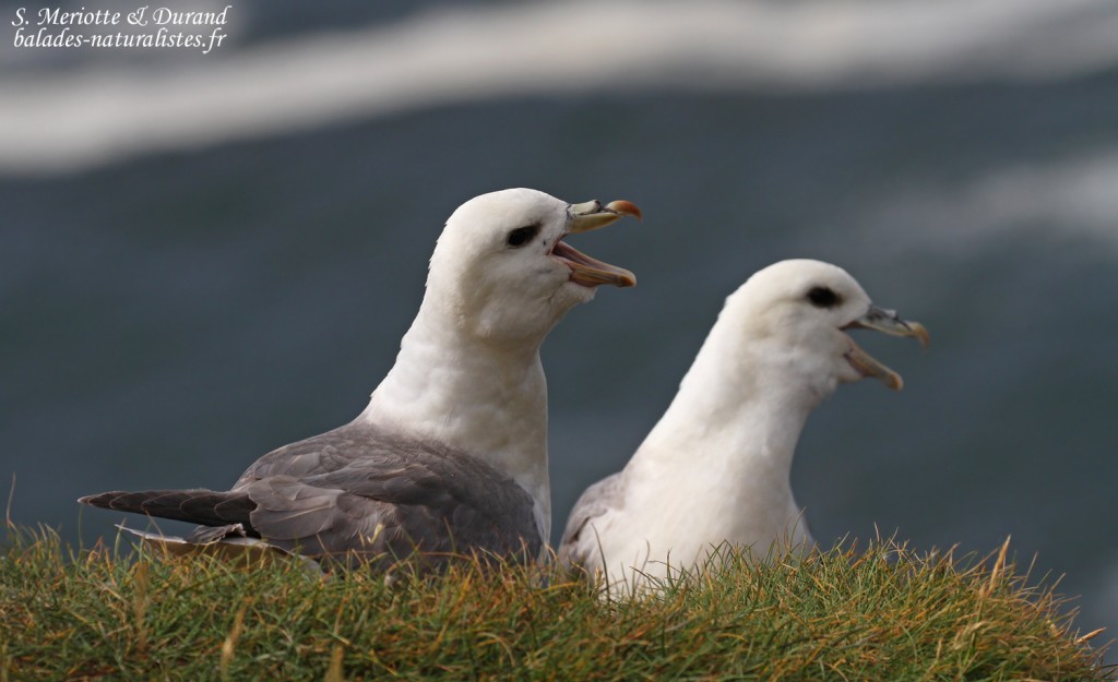 Fulmar boréal, Latrabjarg