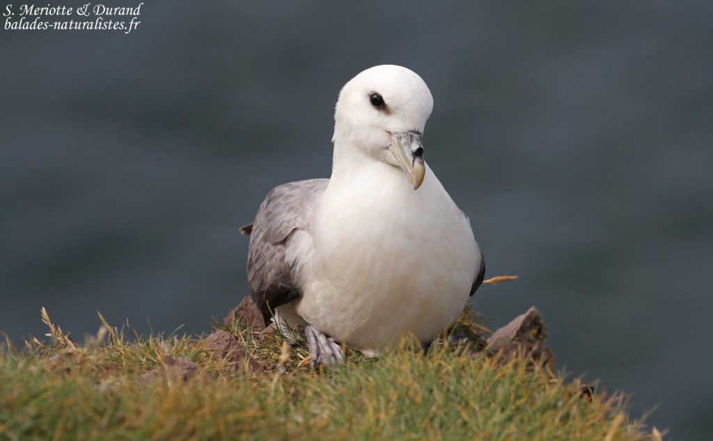 Fulmar boréal, Latrabjarg