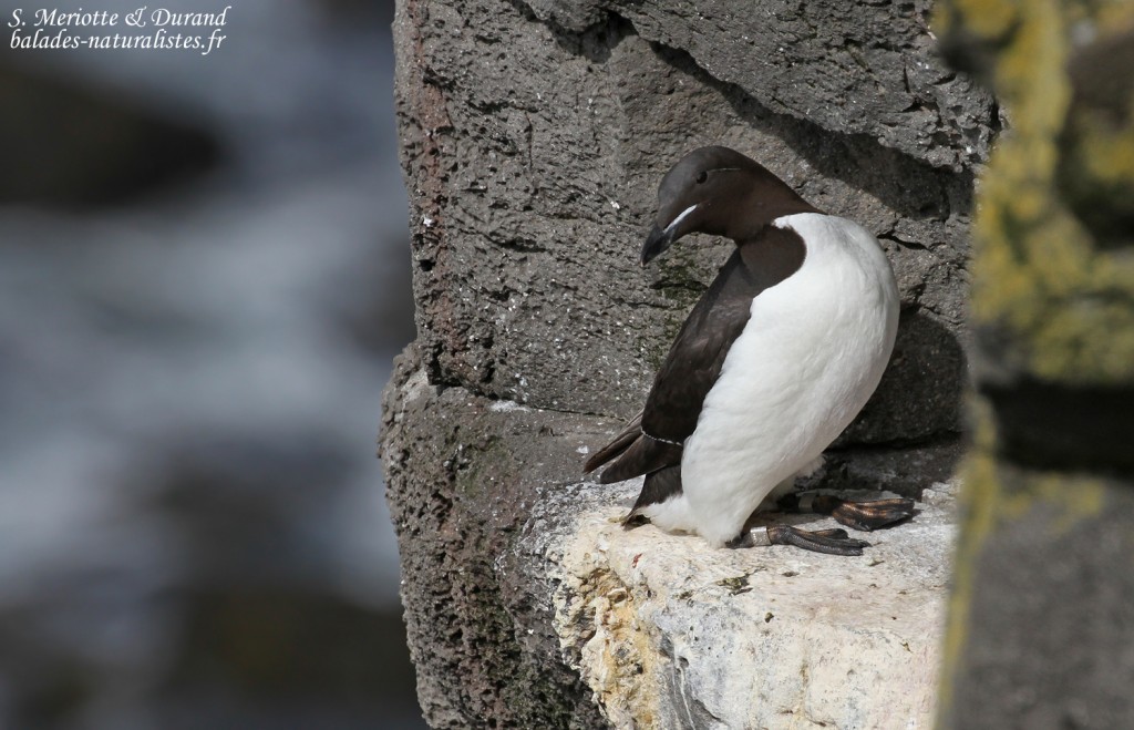 Guillemot de Brünnich, Latrabjarg