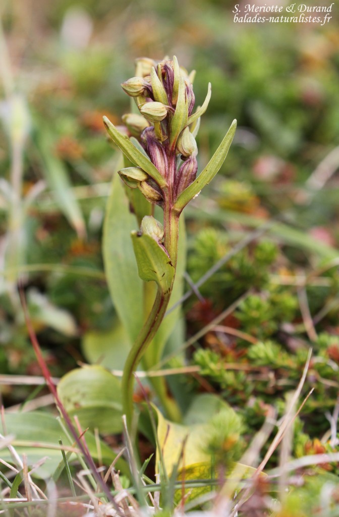 Orchis grenouille, Latrabjarg