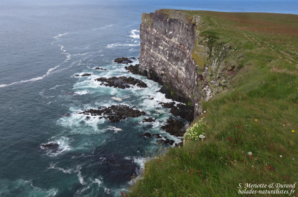 Falaises de Latrabjarg