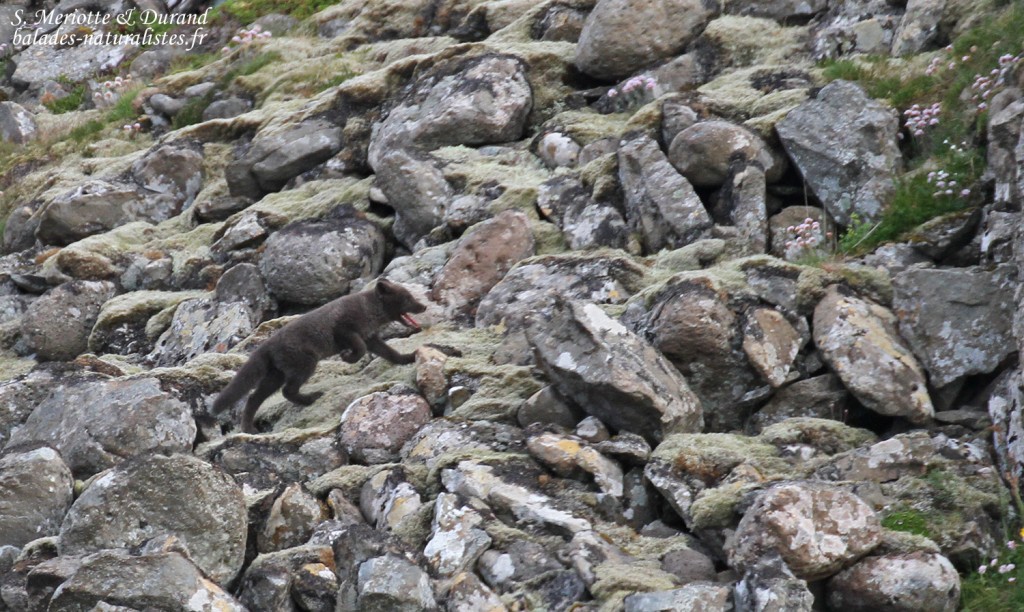 Jeune Renard polaire, Latrabjarg